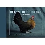 beautiful chickens postcard book beautiful postcard books