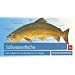 S��wasserfische: Der praktische Taschenf�hrer f�r Angler