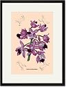 Black Framed/Matted Print 17x23, Orchid: Cattleya Amethystoglossa