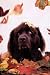 Dog in Leaves, Newfoundland Wall Poster Print, 24x36