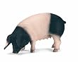 Schleich Swabian-Hall Pig
