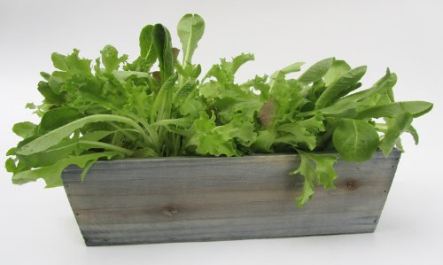 Taylors Bright & Spicy Salad Growing Kit