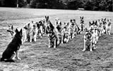 Police Dogs on Parade: Rothmans' Award for the British Press Photograph of the Year, 1972, Art Poster by Retro