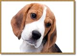 Produkt-Bild: Mauspad Beaglewelpe