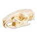 3B Scientific T30027 Rat Skull (Rattus rattus)