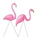 Search: Pink Flamingos Search: Pink Flamingos