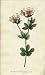 Reprint Hairy Bird's-foot-trefoil, Hairy Canary Clover 1796