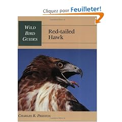 Red-Tailed Hawk