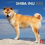 Shiba Inu 2012 Wall Calendar 12
