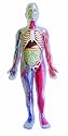 SmartLab Human Body Model