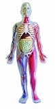 Brainstorm SmartLab You Explore it Human Body Model Kit with 32 Page Insides Out Book