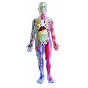 Brainstorm SmartLab You Explore it Human Body Model Kit with 32 Page Insides Out Book