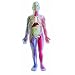 Brainstorm SmartLab You Explore it Human Body Model Kit with 32 Page Insides Out Book