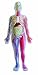 SmartLab Human Body Model