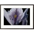 Dew-ladened flower petals Photography Framed Art Poster Print by Chris Johns, 29x21