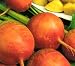 Golden Beet 100 Seeds - Tender/Sweet