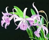Bc. Maikai 'Louise' AM/AOS