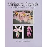 miniature orchids and how to grow them