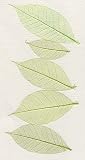 Skeleton Leaves- Pack of 15 Jade Green Rubber Tree Leaves