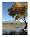 Bosque Rope Swing Photographic Poster Print by David Cramer, 16x20