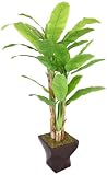 UPC 827250810896 product image for Laura Ashley 82-Inch Tall Banana Tree with Real Touch Leaves in 17-Inch Fibersto | upcitemdb.com
