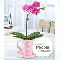 Orchids
