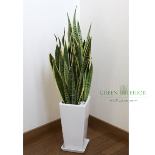 【Green Interior】サンセベリア 100cm スクエアロングポット(ホワイト)
