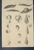 Gasteropoda Snail Slug Worm Shell Ocean Sea Old Print