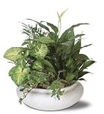 Teleflora's Green Garden Bowl