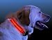 Sporting Goods : Nite Ize NND-03-10M Nite Dawg Led Collar Red Medium