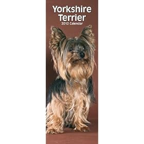 Yorkshire Terrier 2012 Calendar With 2012 to 2013 Minigrid