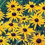 Black-Eyed Susan Daisy