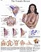 The Female Breast Chart - Anatomy, Pathology and Self-Examination