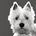 Burrowes, Emily - West Highland Terrier - Kunstdruck Artprint - Gr&ouml;sse 50x50 cm