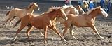 'Herd Of Horses' Wall Decal - 18"W x 7"H Removable Graphic