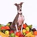 Shellac Excellent Italian Greyhound