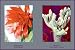 Epiphyllum Ackermarnii Art Poster PRINT Unknown 18x12