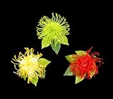 Protea Hairclip (Silk)
