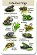 Identiflyer Additional SongCard- Fabulous Frogs