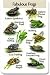 Identiflyer SongCard - Fabulous Frogs