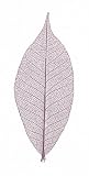 Skeleton Leaves- Pack of 10 Purple Rubber Tree Leaves