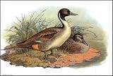Game Birds-3 of 6 Art Print Poster By Jacques Cartier, 18  x 12 