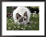 Domestic Cat, Seal Bicolour Ragdoll Kitten Decked in Daisy Chain Photography Framed Art Poster Print by Jane Burton, 22x18