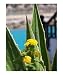 Spikes Photographic Poster Print by Natalia R. Mercedes-Williams, 16x20