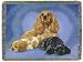Cocker Spaniel Dogs Cotton Tapestry Throw Blanket