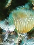 Tubeworms Wave Their Frilly Tentacles in the Water to Catch Food Photographic Poster Print by Raul Touzon, 48x64