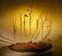 Bonsai Boy's Copper Beech Bonsai Tree fagus sylvatica 'purpurea'