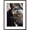 River Otter, Lutra Canadensis Collections Framed Photographic Poster Print by Michael Long, 21x29