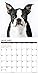 2016 Just Boston Terriers Wall Calendar