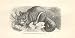Vulpine Phalangist 1862 Wood'S Natural History